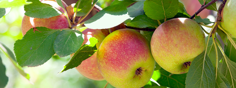 Von Apfelpreisen, Kiesgärten und Ökologie