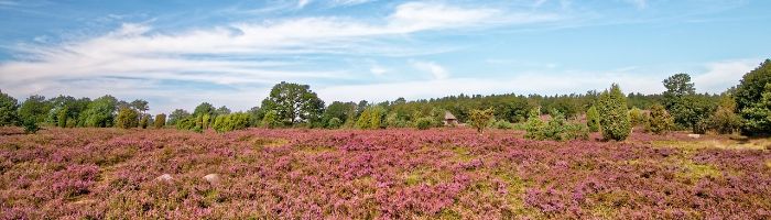 Lüneburger Heide